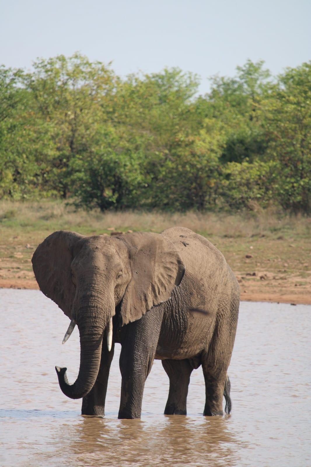 Elefant am Wasserloch